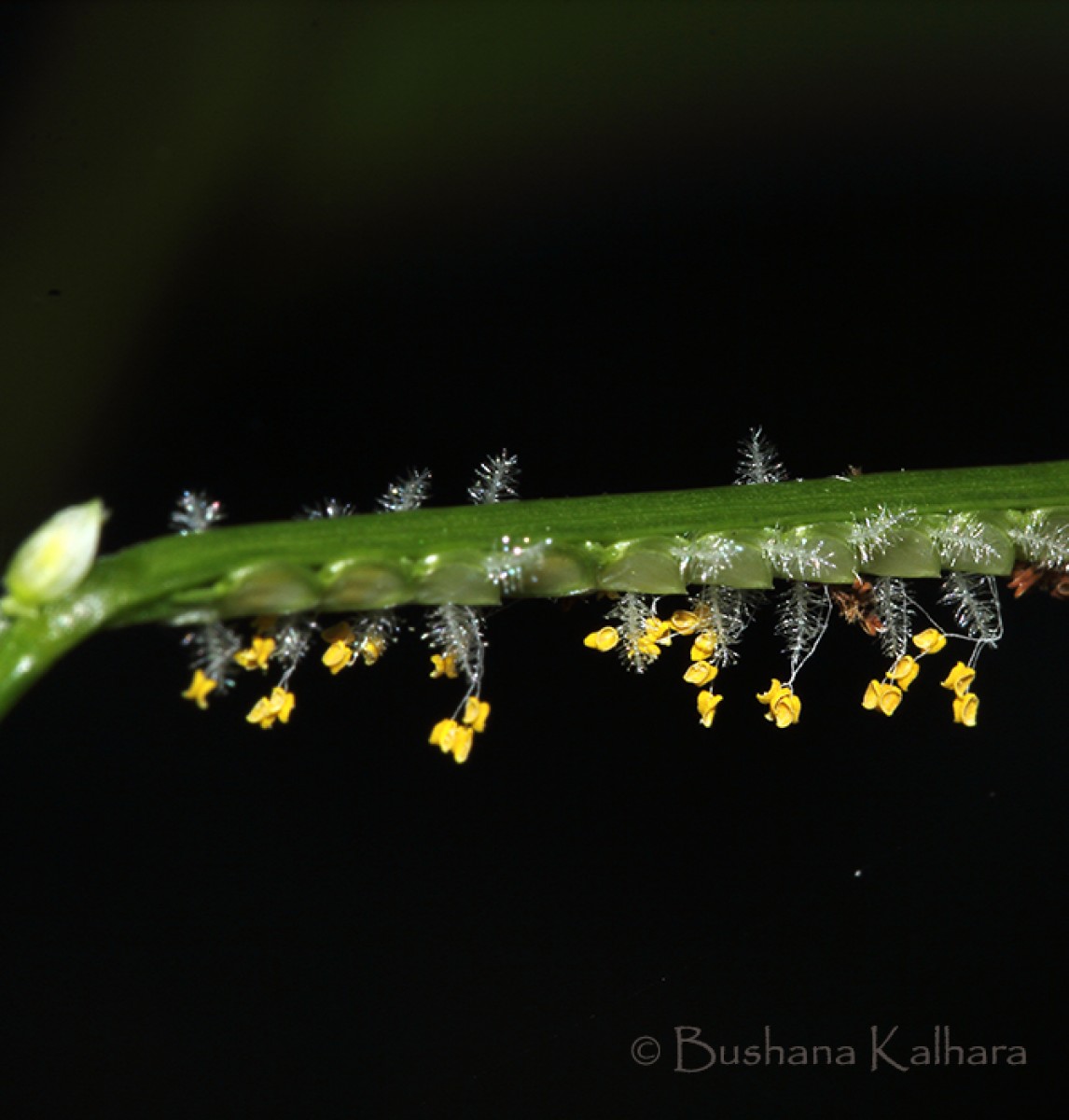 Paspalum conjugatum P.J.Bergius